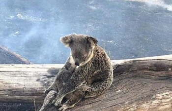Australia: Hàng loạt gấu koala chết cháy trên ngọn cây