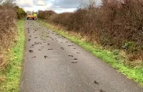 Xứ Wales: Hàng trăm con chim sáo đá chết bí ẩn, cảnh sát vào cuộc điều tra