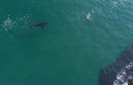 'Nghẹt thở' cuộc rượt đuổi tốc độ giữa cá mập và hải cẩu