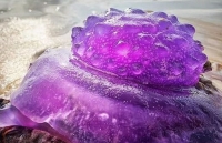 Australia: Sinh vật màu tím hiếm gặp trôi dạt vào bờ biển