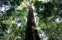 Phát hiện cây cao nhất trong rừng nhiệt đới Amazon