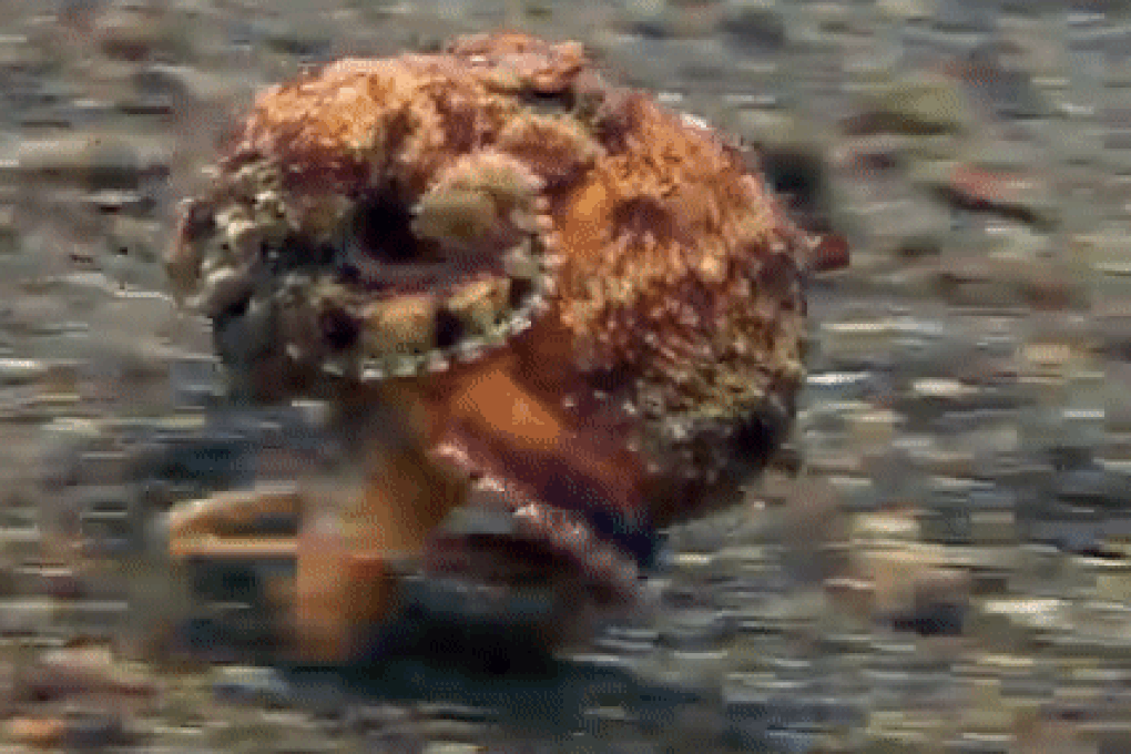 Cộng đồng mạng phát sốt với khoảnh khắc bạch tuộc chạy bộ dưới đáy biển