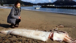 Phát hiện cá mực khổng lồ dài 3 m dạt vào bờ biển Nhật Bản