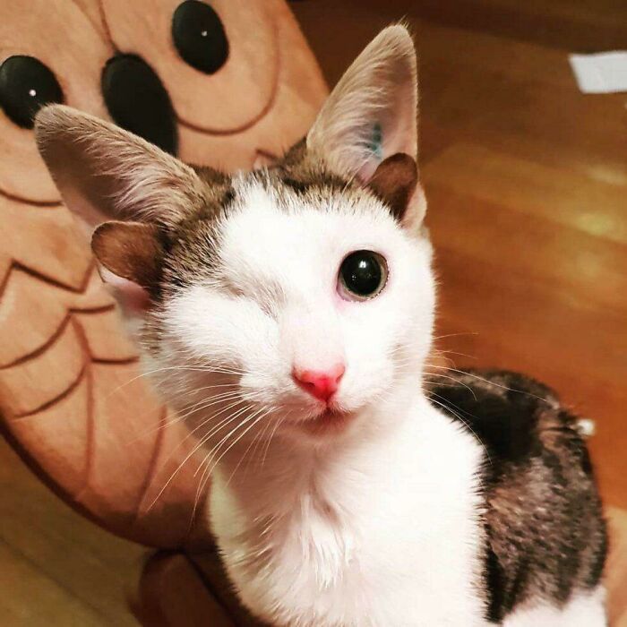 Chú mèo Frankie chỉ có một mắt và có tới 4 tai, nhưng với chúng tôi, nó luôn luôn hoàn hảo.