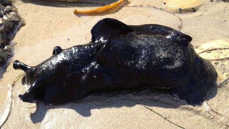 Thỏ biển đen California là sinh vật gì?