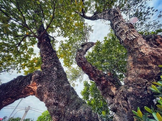 Thân hình sù xì của cây mít cổ nhất Việt Nam, 500 năm tuổi