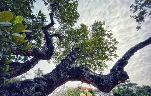 Thân hình sù xì của cây mít cổ nhất Việt Nam, 500 năm tuổi