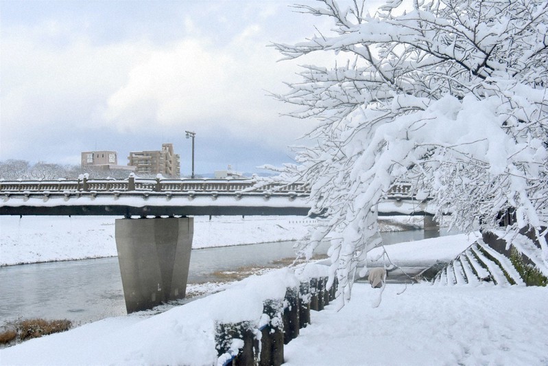 Hai bờ sông Asuwa, Fukui biến thành xứ sở băng giá do tuyết rơi dày. (Nguồn: Mainichi)