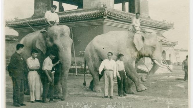 Chủ tịch Hồ Chí Minh tặng hai chú voi cho Vườn bách thú Leningrad: Quyết định ngoại giao 'nhìn xa trông rộng'