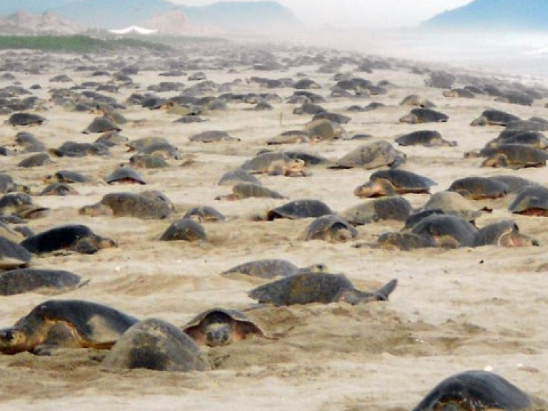 Hàng nghìn con rùa Golfinas “đổ bộ” vào bờ biển của Mexico