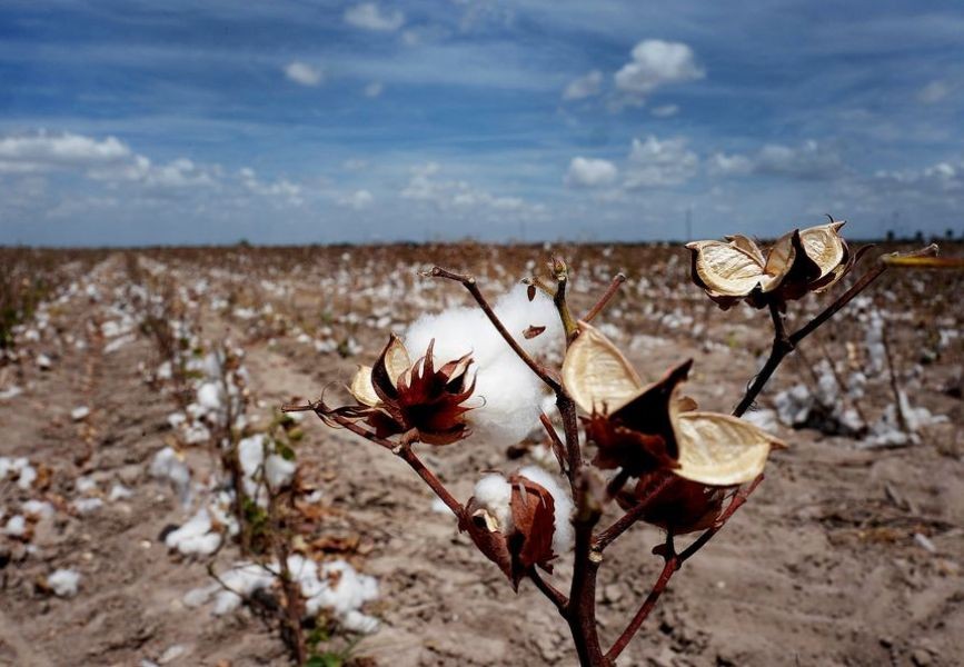 Mỹ: Bang Texas đối mặt với vụ thu hoạch bông tồi tệ nhất trong nhiều năm