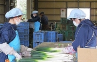 Việt Nam đứng thứ hai về số lượng lao động làm việc ở Nhật Bản 
