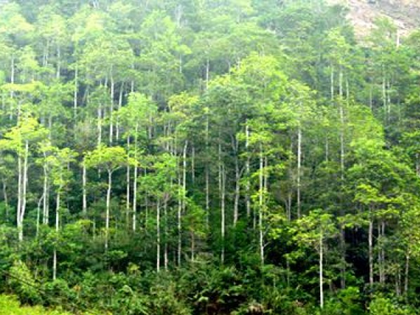 Rừng Việt Nam sẽ trở thành rừng lặng?