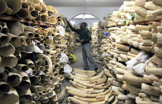 Châu Phi kêu gọi EU nói không với ngà voi