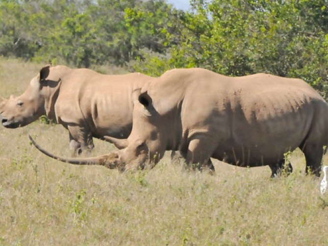 Nam Phi nối lại lệnh cấm buôn bán sừng tê giác