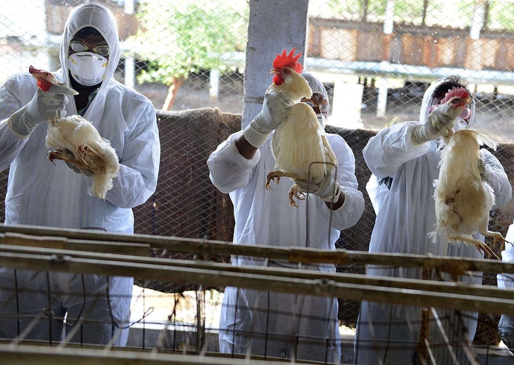 Hơn 13 triệu con gia cầm tại Pháp bị tiêu hủy do dịch cúm