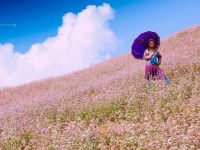 Ngắm hoa tam giác mạch và trải nghiệm văn hóa Mông