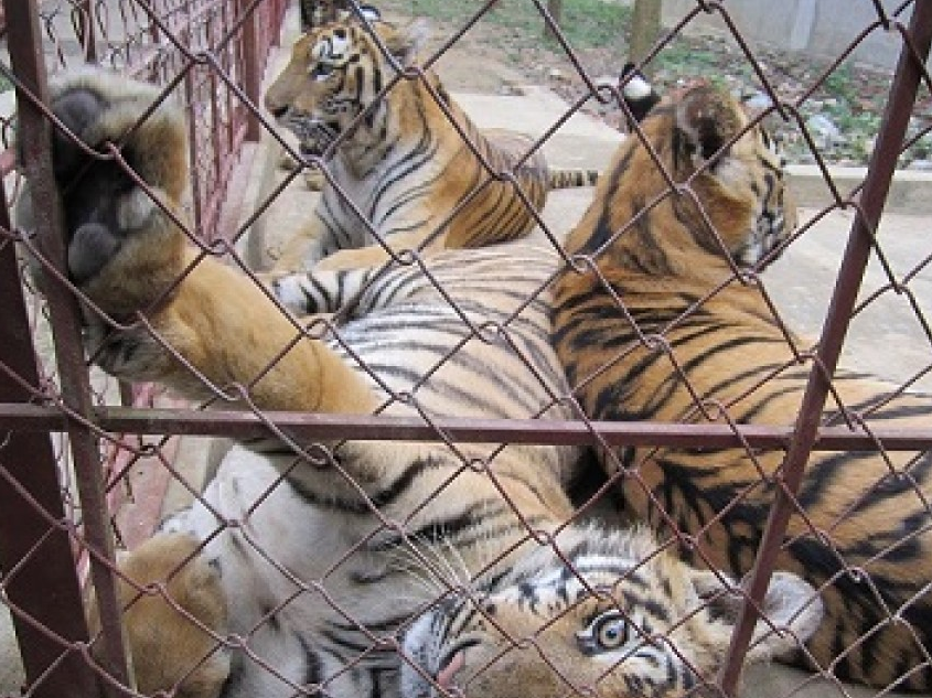 WWF kêu gọi đóng cửa các cơ sở nuôi hổ ở châu Á