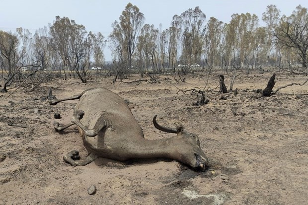 Algeria: Cháy rừng thiêu rụi 10% khu dự trữ sinh quyển El Kala được UNESCO công nhận