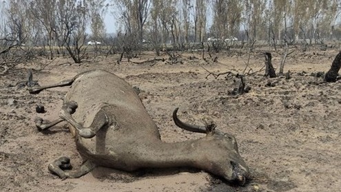 Algeria: Cháy rừng thiêu rụi 10% khu dự trữ sinh quyển El Kala được UNESCO công nhận