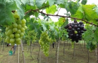 Ninh Thuan to link grape growing to sustainable practices