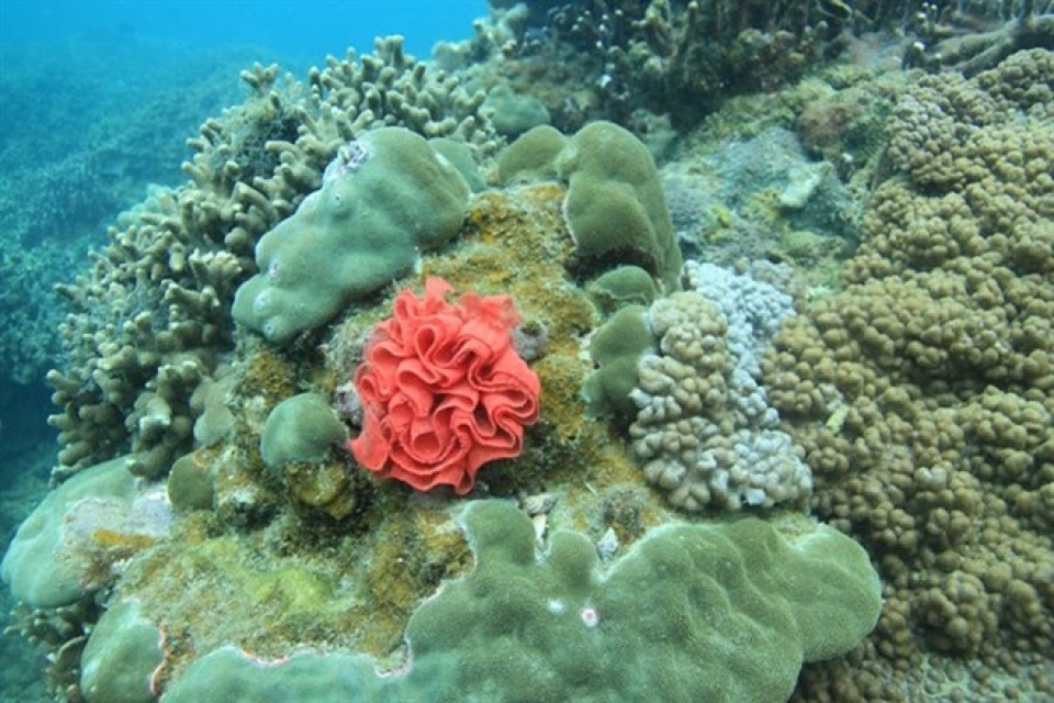 coral reefs restored off cham island