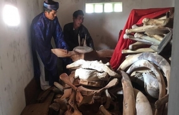 Ly Son Island to restore giant whale skeleton