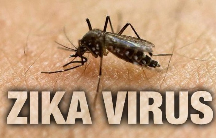 500 triệu người tại châu Mỹ có nguy cơ nhiễm Zika