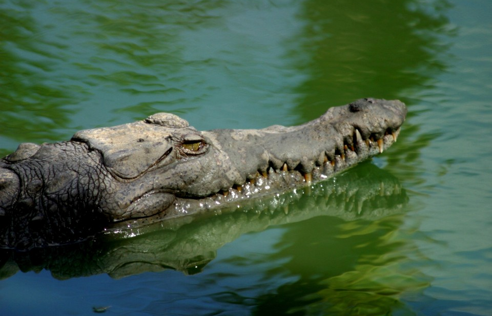 Cuba bảo tồn loài cá sấu quý hiếm châu Mỹ