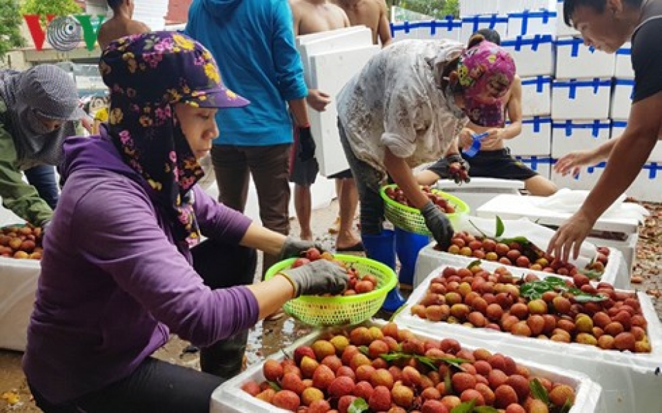 russias world cup market buy into vietnams refreshing lychees