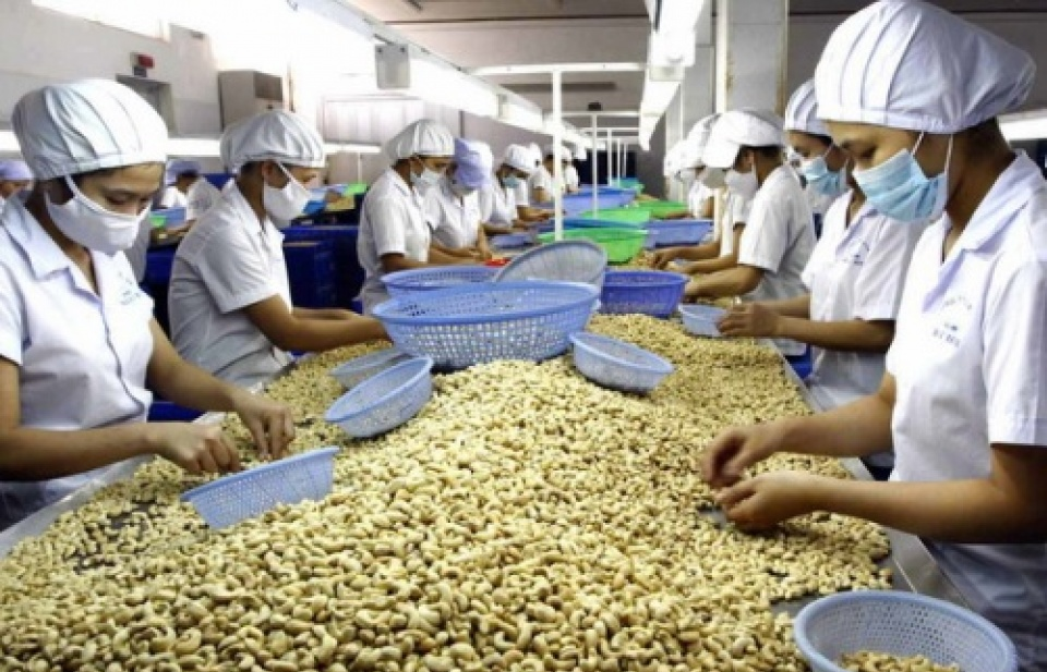 Cashew exports in eight months fetch 2.2 billion USD