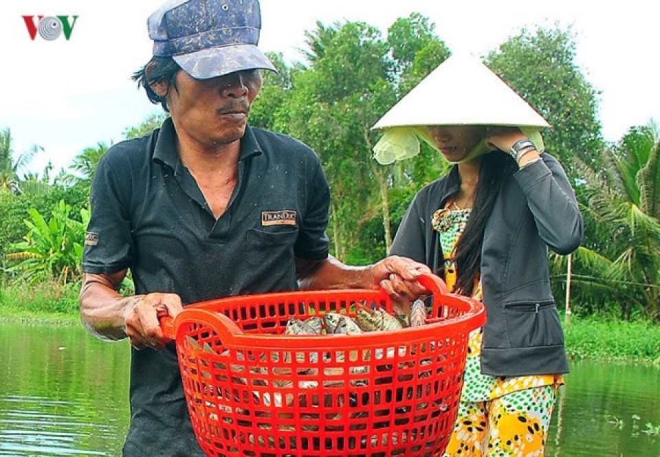 ca maus fishing villages prepare for tet