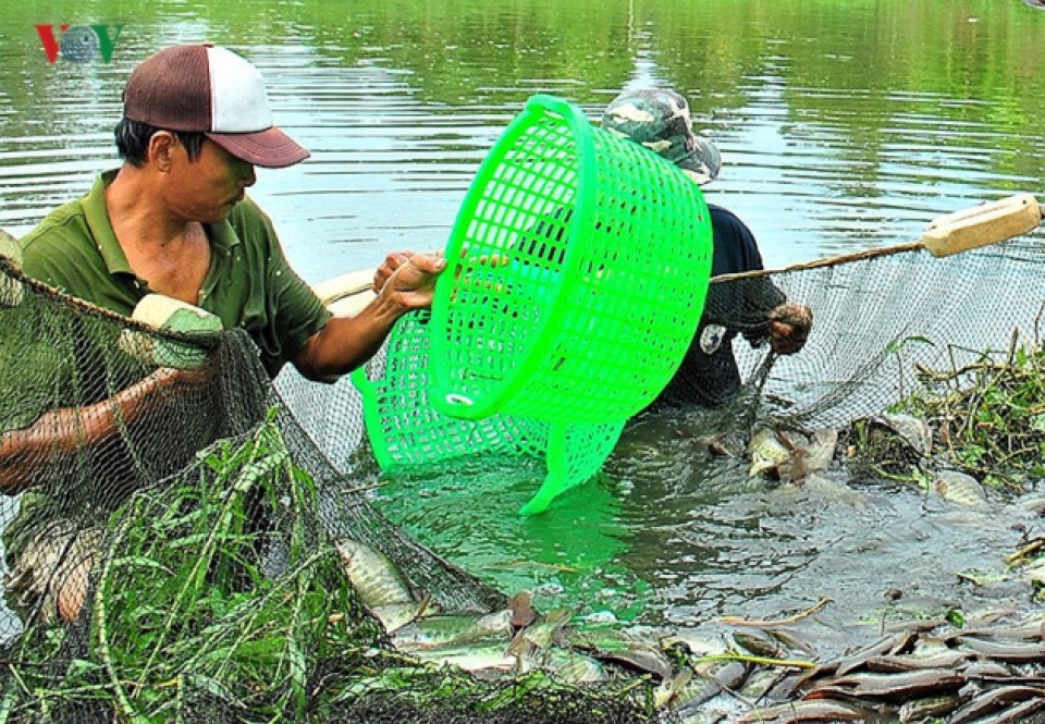 ca maus fishing villages prepare for tet