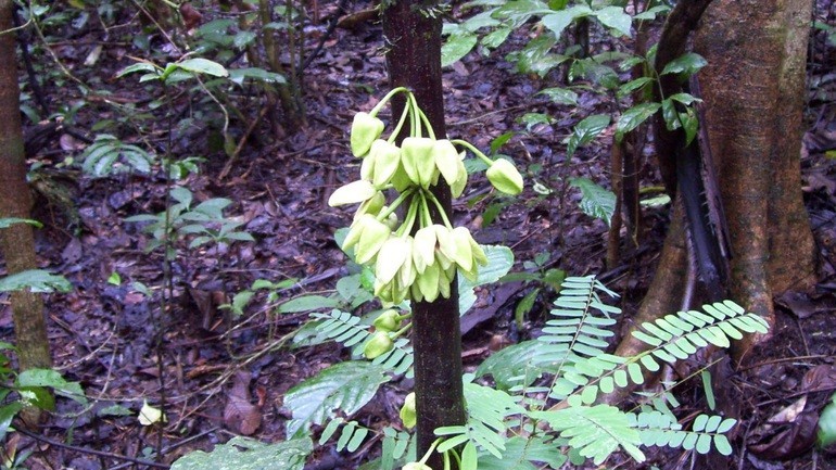 Loài hoa rừng mới được phát hiện mang tên tài tử Leonardo DiCaprio