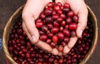 vietnams coffee exports jump to record high of 18 million tonnes