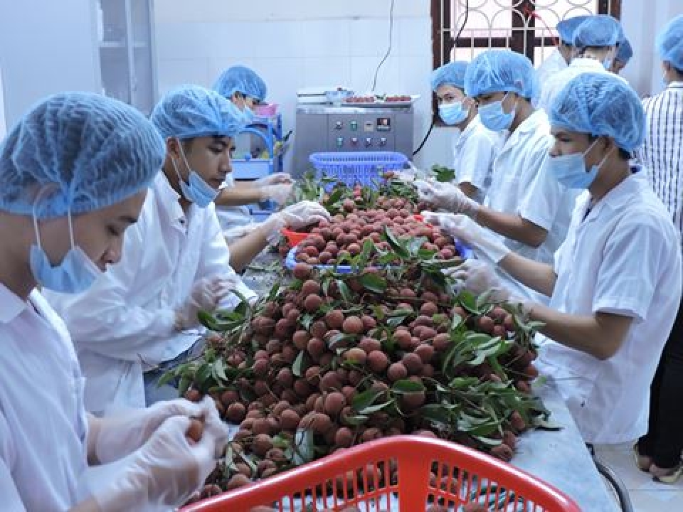 the ambassador who markets vietnamese lychees in australia