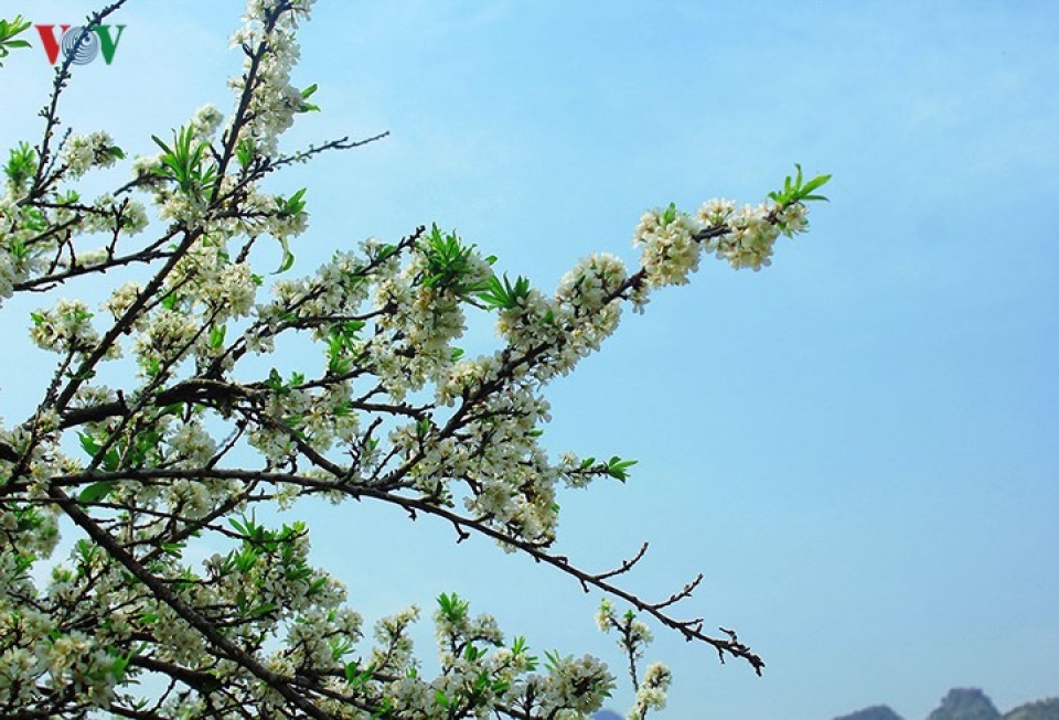 plum blossoms flower in north western region