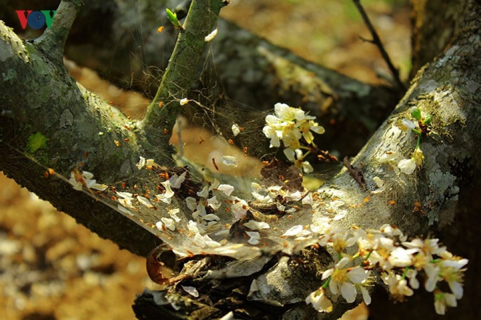 plum blossoms flower in north western region