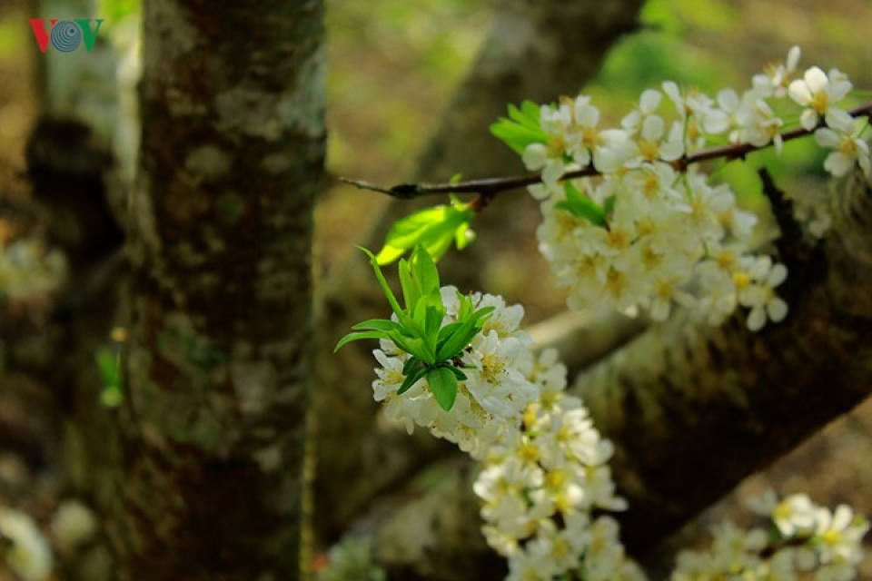 plum blossoms flower in north western region