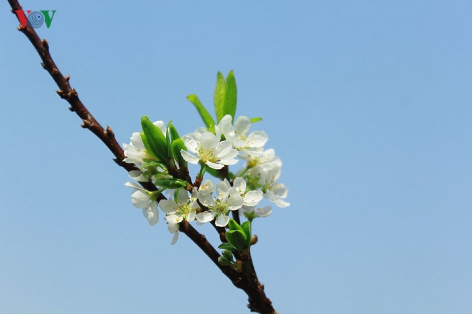 plum blossoms flower in north western region