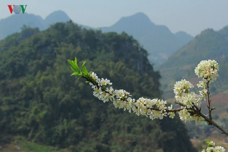 plum blossoms flower in north western region