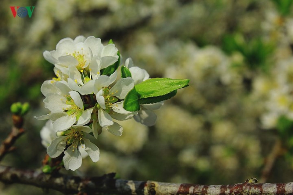 plum blossoms flower in north western region