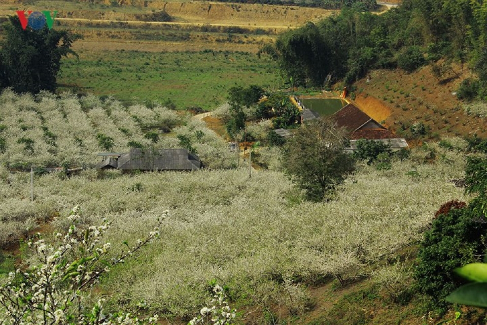 plum blossoms flower in north western region