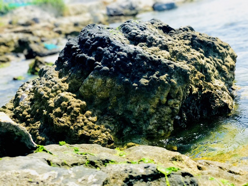 unique five thousand year old fossil reef found in vietnam