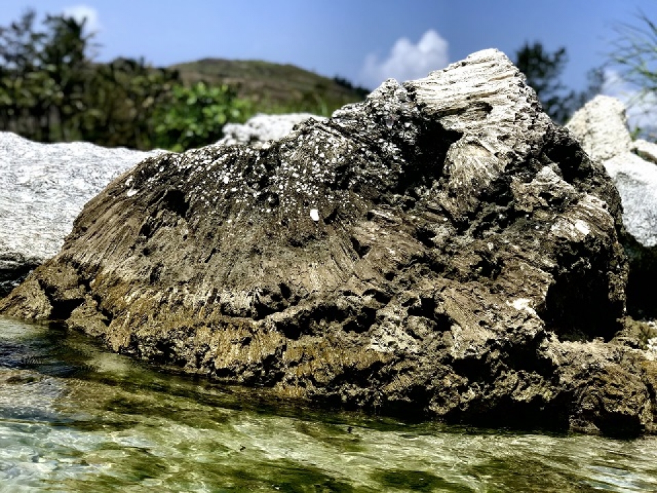 unique five thousand year old fossil reef found in vietnam