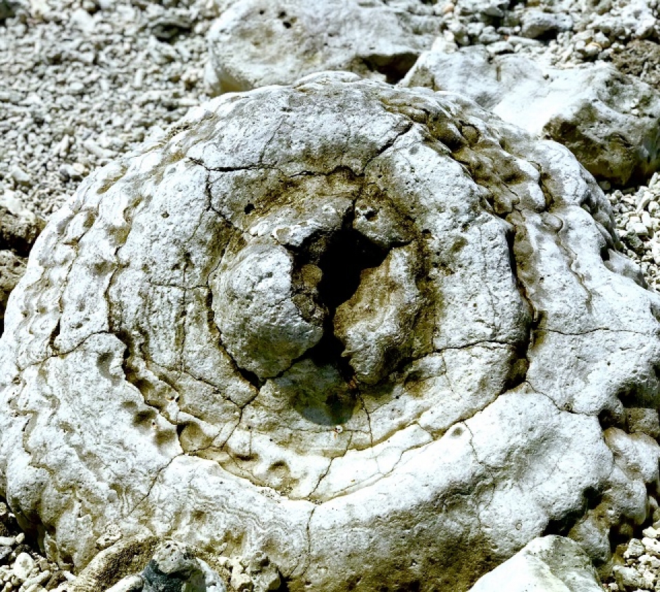 unique five thousand year old fossil reef found in vietnam