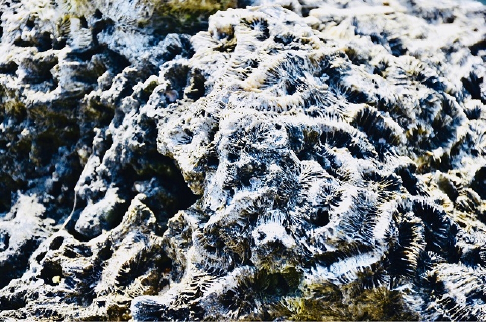 unique five thousand year old fossil reef found in vietnam