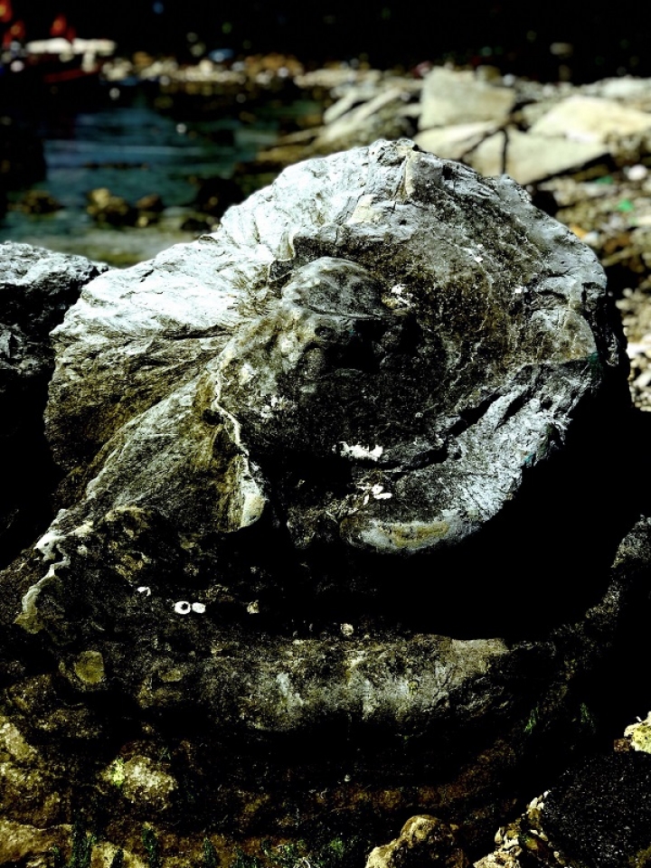 unique five thousand year old fossil reef found in vietnam