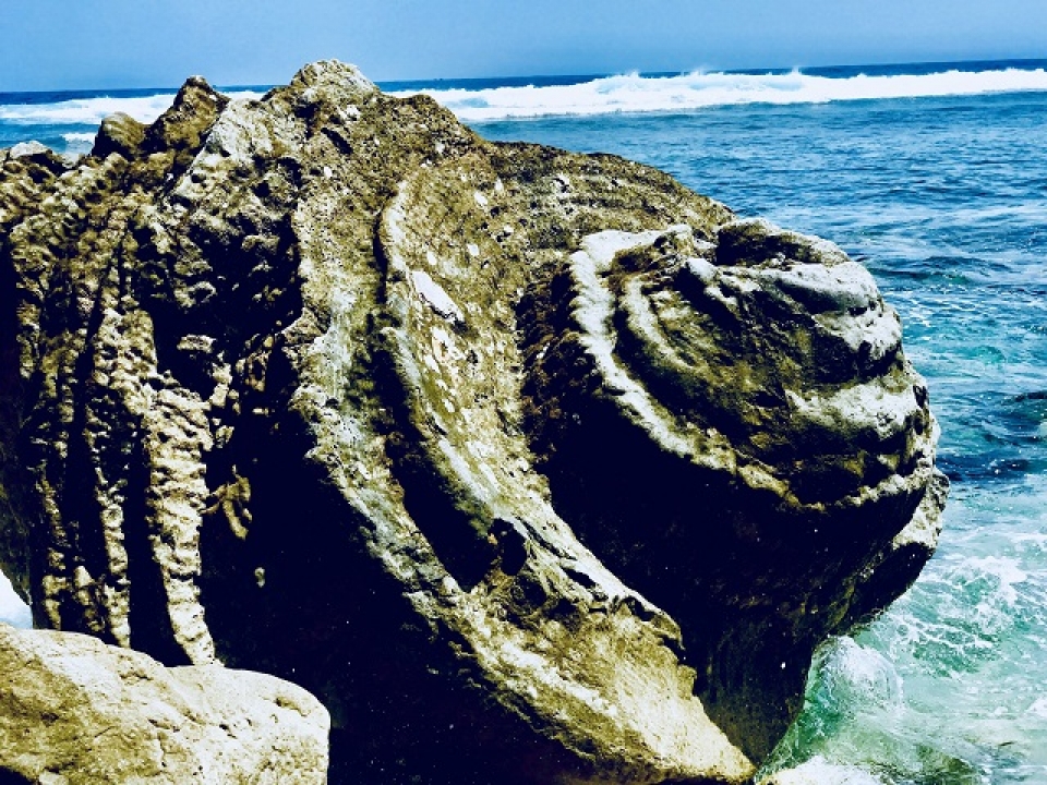 unique five thousand year old fossil reef found in vietnam