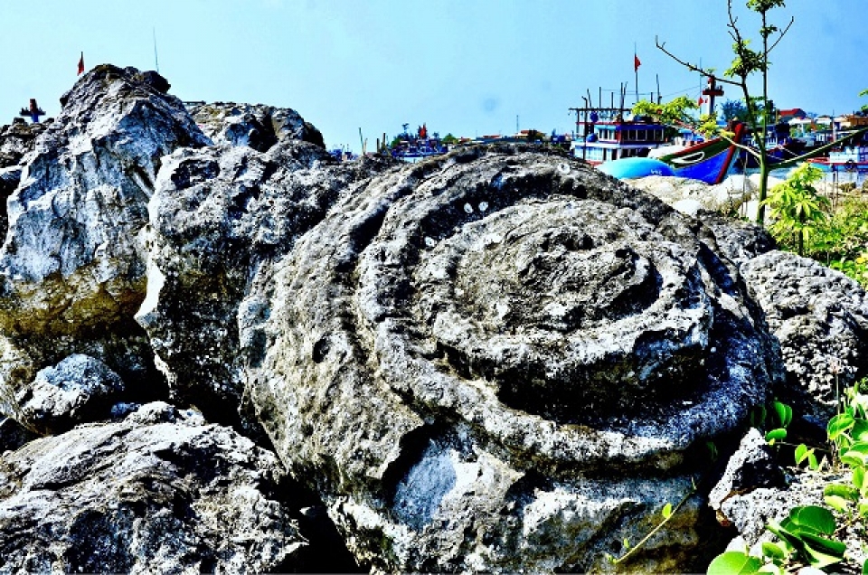 unique five thousand year old fossil reef found in vietnam